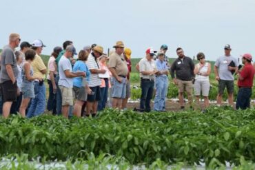 Enjoy Sweet Corn Season This Summer with Some Practical Tips