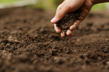 Produce Safety Training for Fruit and Vegetable Farmers Begins Dec. 13